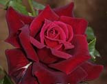 Realistic Red Rose